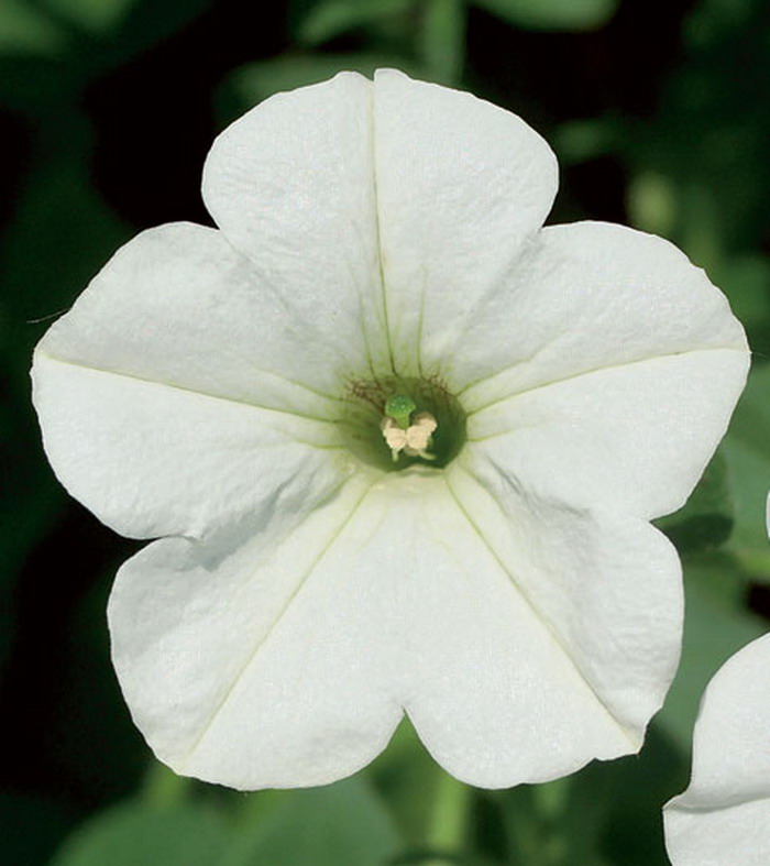 Сурфиния Ванилия